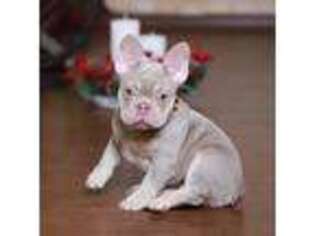 French Bulldog Puppy for sale in Greenport, NY, USA