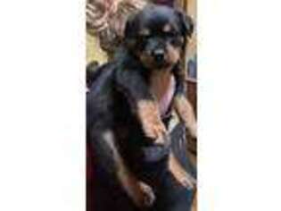 Rottweiler Puppy for sale in Auburn, NY, USA