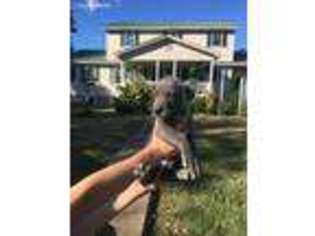 Great Dane Puppy for sale in Lewisburg, KY, USA