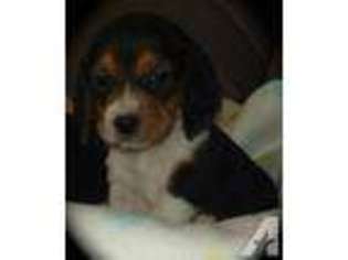 Beagle Puppy for sale in JULIAN, NC, USA