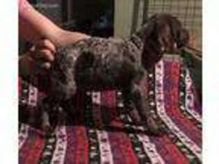 German Shorthaired Pointer Puppy for sale in VALLEY VIEW, PA, USA