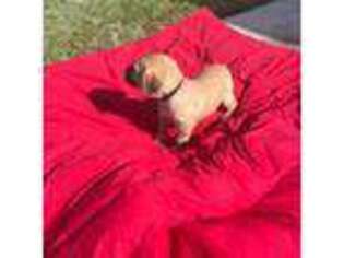 Cane Corso Puppy for sale in Saint Cloud, FL, USA