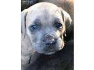 Cane Corso Puppy for sale in Jeffersonville, GA, USA