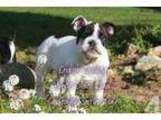 Bulldog Puppy for sale in PORTLAND, OR, USA