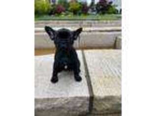 French Bulldog Puppy for sale in Monroe, WA, USA