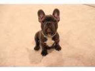 French Bulldog Puppy for sale in Annapolis, MD, USA