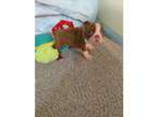 Boston Terrier Puppy for sale in Piedmont, SC, USA