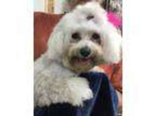 Maltese Puppy for sale in Homerville, GA, USA