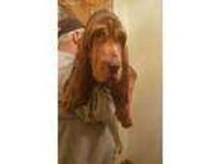 Bloodhound Puppy for sale in Hammondsville, OH, USA