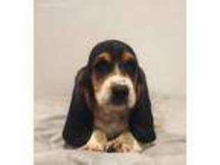 Basset Hound Puppy for sale in Blackfoot, ID, USA