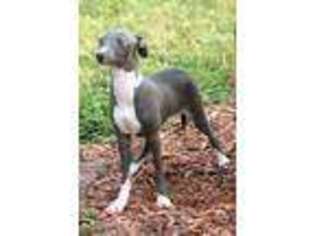 Italian Greyhound Puppy for sale in Whitewright, TX, USA