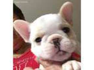 French Bulldog Puppy for sale in Twin Lakes, WI, USA