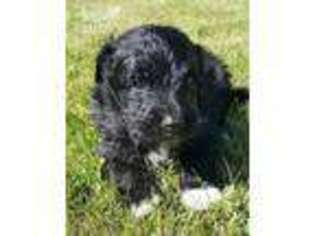Mutt Puppy for sale in Portage, UT, USA