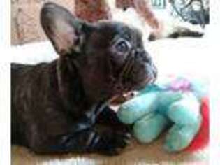French Bulldog Puppy for sale in Mount Airy, MD, USA