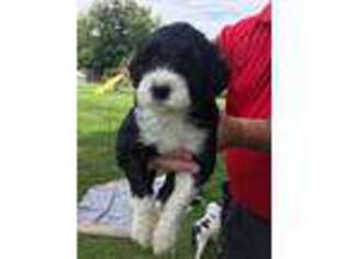 Portuguese Water Dog Puppy for sale in Elmer, NJ, USA