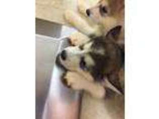 Alaskan Malamute Puppy for sale in Lumberton, TX, USA