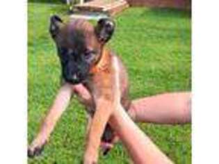 Belgian Malinois Puppy for sale in Morristown, TN, USA