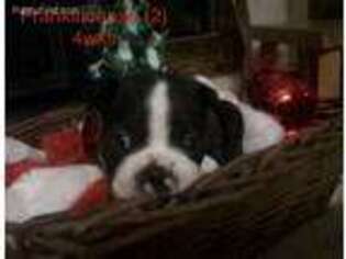 Boston Terrier Puppy for sale in Urbana, OH, USA