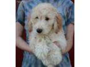 Goldendoodle Puppy for sale in Diamond, MO, USA