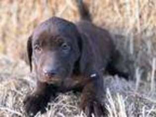 Labrador Retriever Puppy for sale in Craig, CO, USA