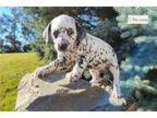 Dalmatian Puppy for sale in Fort Wayne, IN, USA