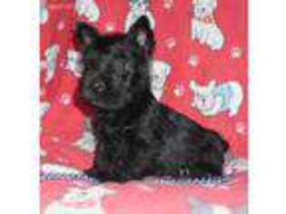 Scottish Terrier Puppy for sale in Roseville, IL, USA