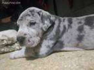 Great Dane Puppy for sale in Van Wert, OH, USA
