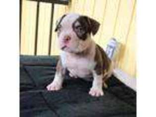 Mutt Puppy for sale in Perth Amboy, NJ, USA