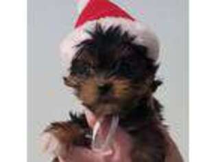 Yorkshire Terrier Puppy for sale in Windham, CT, USA