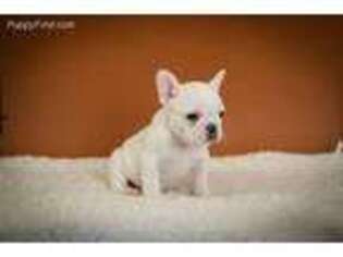 Medium Photo #1 French Bulldog Puppy For Sale in Bridgewater, NJ, USA