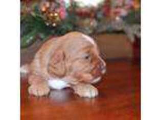 Cavapoo Puppy for sale in Ottumwa, IA, USA