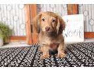 Dachshund Puppy for sale in Naples, FL, USA