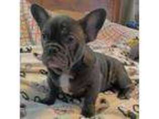 French Bulldog Puppy for sale in Enfield, NH, USA