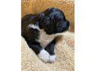 Portuguese Water Dog Puppy for sale in Waco, TX, USA