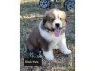 Great Pyrenees Puppy for sale in Eaton, CO, USA