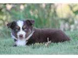 Australian Shepherd Puppy for sale in Maywood, NE, USA