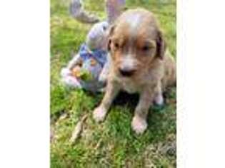 Goldendoodle Puppy for sale in Van Buren, AR, USA