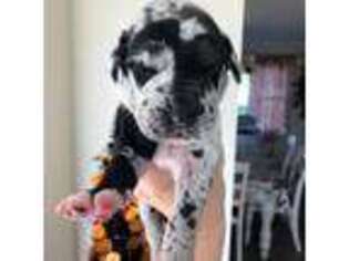 Great Dane Puppy for sale in Springfield, IL, USA