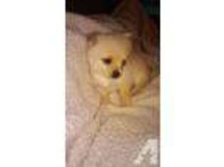 Pomeranian Puppy for sale in GOLD BAR, WA, USA