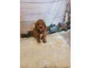 Goldendoodle Puppy for sale in Addison, MI, USA