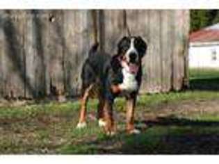 Greater Swiss Mountain Dog Puppy for sale in South English, IA, USA