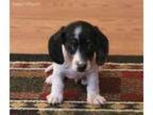 Dachshund Puppy for sale in Falcon, MO, USA
