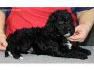 Portuguese Water Dog Puppy for sale in Beatrice, NE, USA