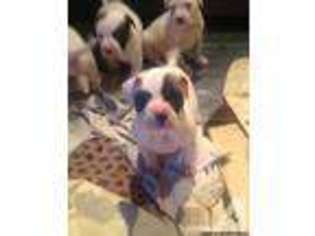 American Bulldog Puppy for sale in NORTH OLMSTED, OH, USA
