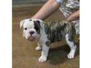 Bulldog Puppy for sale in Commerce, GA, USA