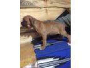 Boxer Puppy for sale in Glenfield, NY, USA