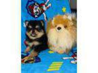 Pomeranian Puppy for sale in Texas City, TX, USA