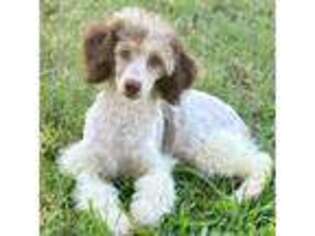 Mutt Puppy for sale in Pauls Valley, OK, USA