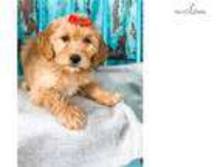 Goldendoodle Puppy for sale in Sioux Falls, SD, USA