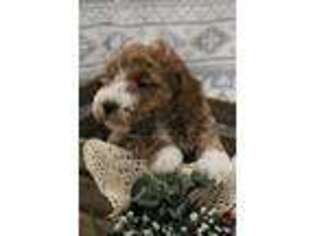Cavapoo Puppy for sale in Womelsdorf, PA, USA